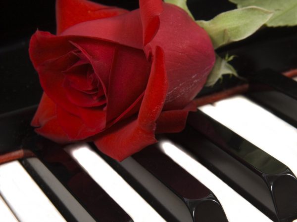 Róża na fortepianie_białe klawisze_kwadrat_2